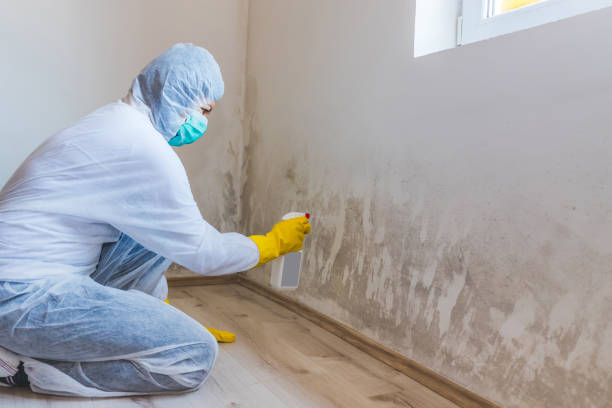 Licensed Black Mold Removal service in Georgetown, KY - WQB Mold Removal