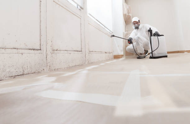 24/7 Emergency Black Mold Removal experts in Georgetown, KY