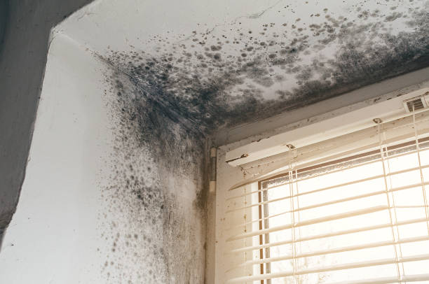 Affordable Black Mold Removal solutions in Georgetown, KY
